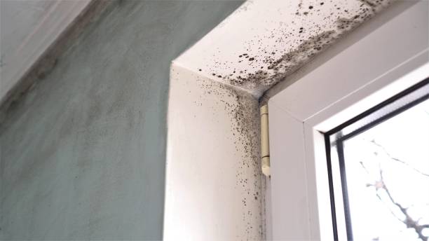 Best Black Mold Removal  in Yermo, CA