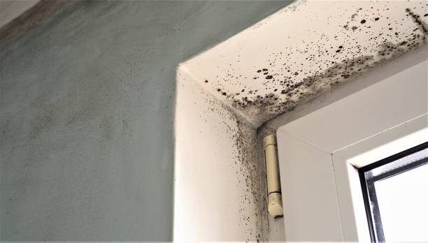 Best Commercial Mold Inspection  in Yermo, CA