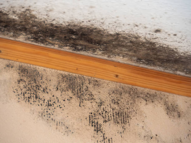 Trusted Yermo, CA Mold Removal Experts