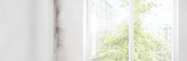 Best Attic Mold Removal  in Yermo, CA