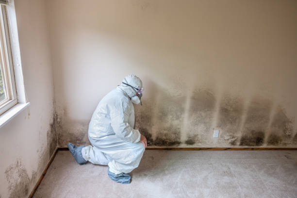 Best Airborne Mold Testing  in Yermo, CA