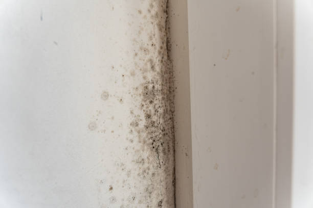 Best Post-Construction Mold Inspection  in Yermo, CA
