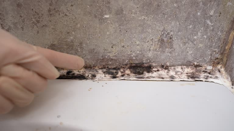 Best Biohazard Mold Removal  in Yermo, CA