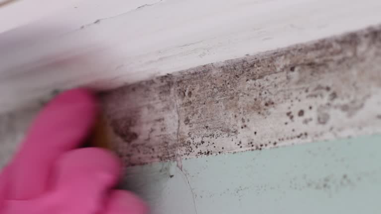 Best Dehumidification Services  in Yermo, CA